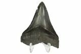 Serrated, Fossil Megalodon Tooth #125329-2